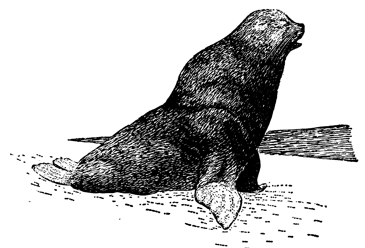Морской котик на суше
