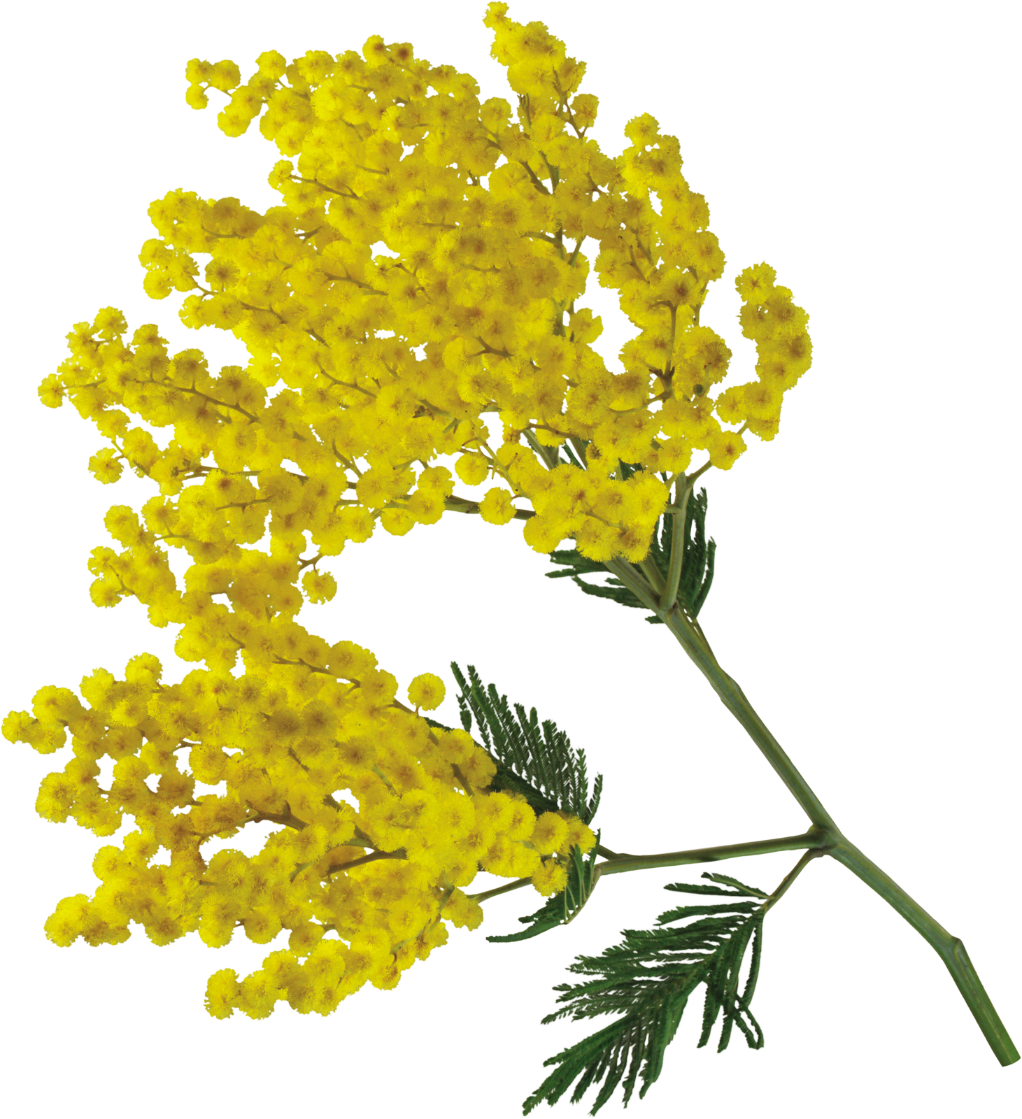 Мимоза на прозрачном фоне. Mimosa Acacia dealbata. Ветка мимозы. Пижма Мимоза. Мимоза цветок ветка.
