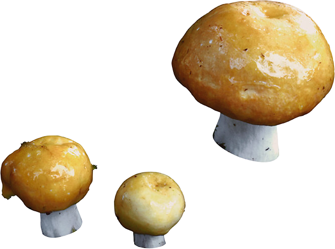 Масленок группа грибов. Гриб масленок для детей. Маслята без фона. Грибы маслята на прозрачном фоне. Маслёнок гриб на белом фоне.