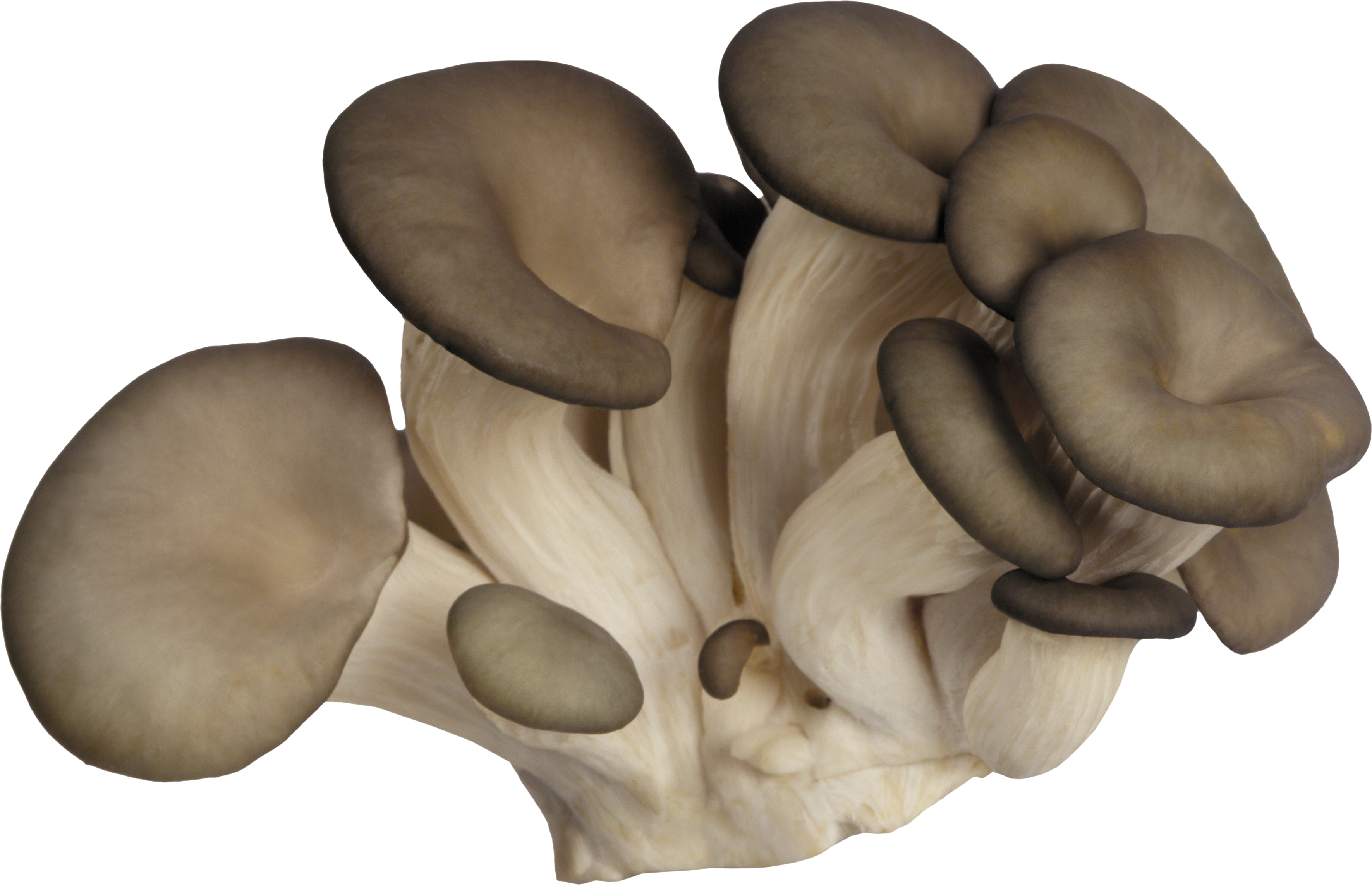 Белые вешенки грибы. Вешенка гриб. Шампиньоны опята вешенка. Вешенка рожковидная Pleurotus cornucopiae. Вёшенка обыкновенная съедобные грибы.