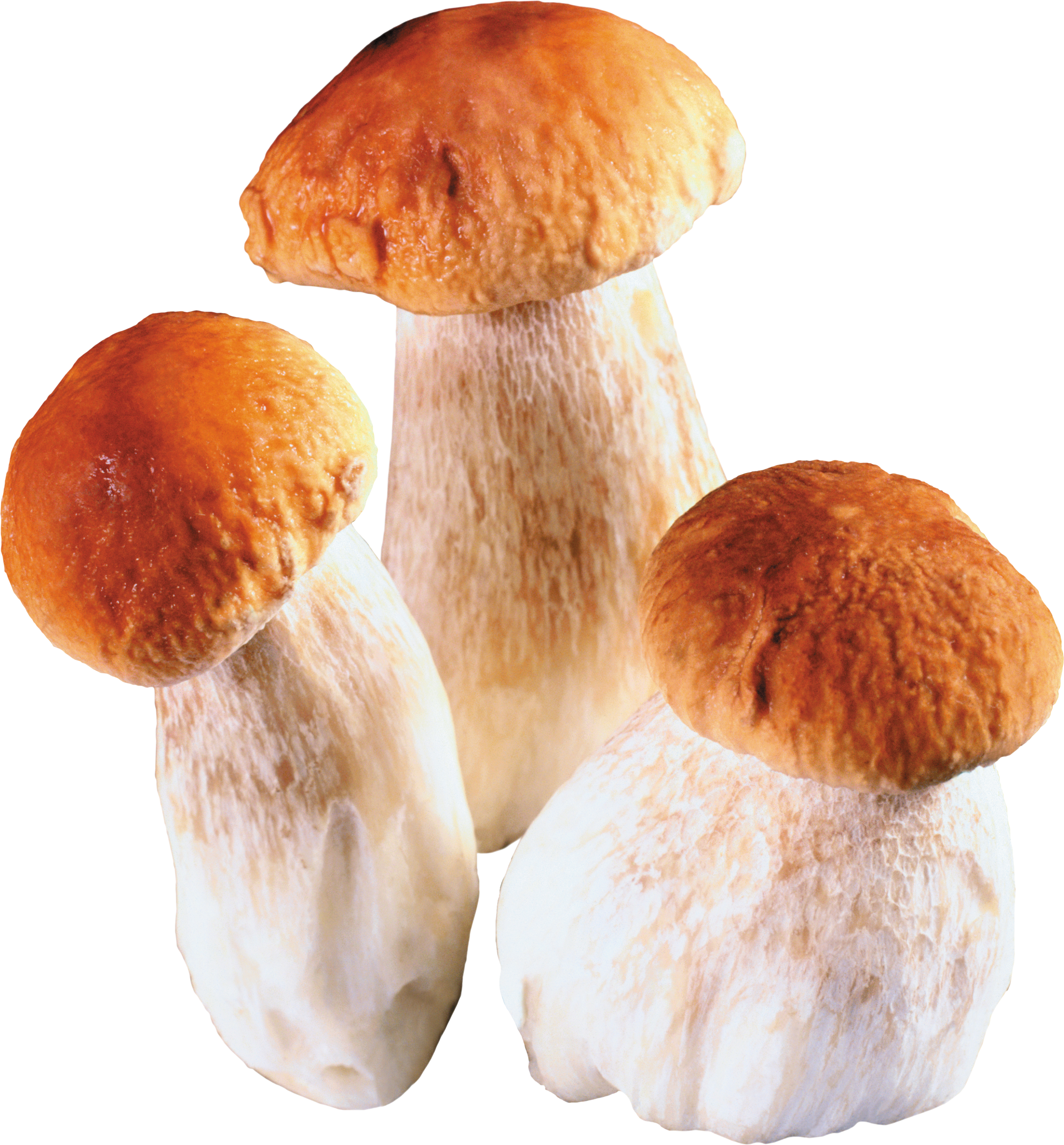 Белый гриб фото на белом фоне