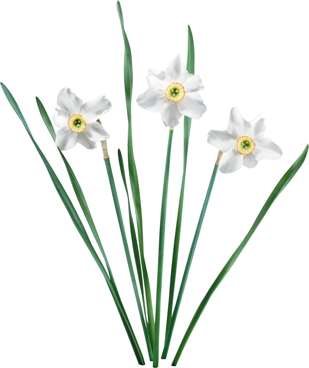 Нарцисс амариллис. Нарцисс цветок. Нарцисс тацетта. Нарцисс узколистный.