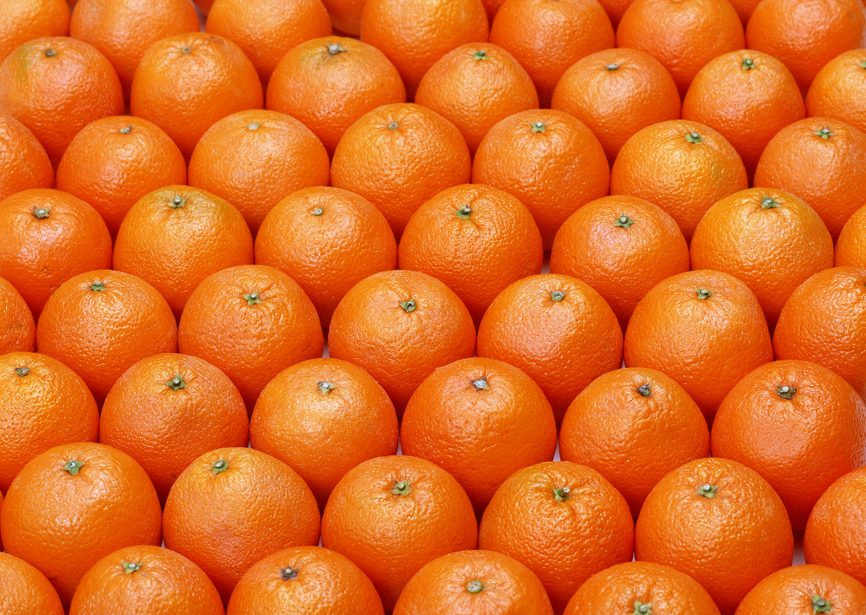 Оранжевые картинки. Мандора фрукт. Оранжевый мандарин. Колоновидный мандарин. Апельсин фрукт.