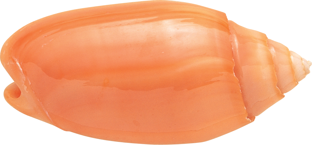 Щавель персик ракушка половые губы форма фото