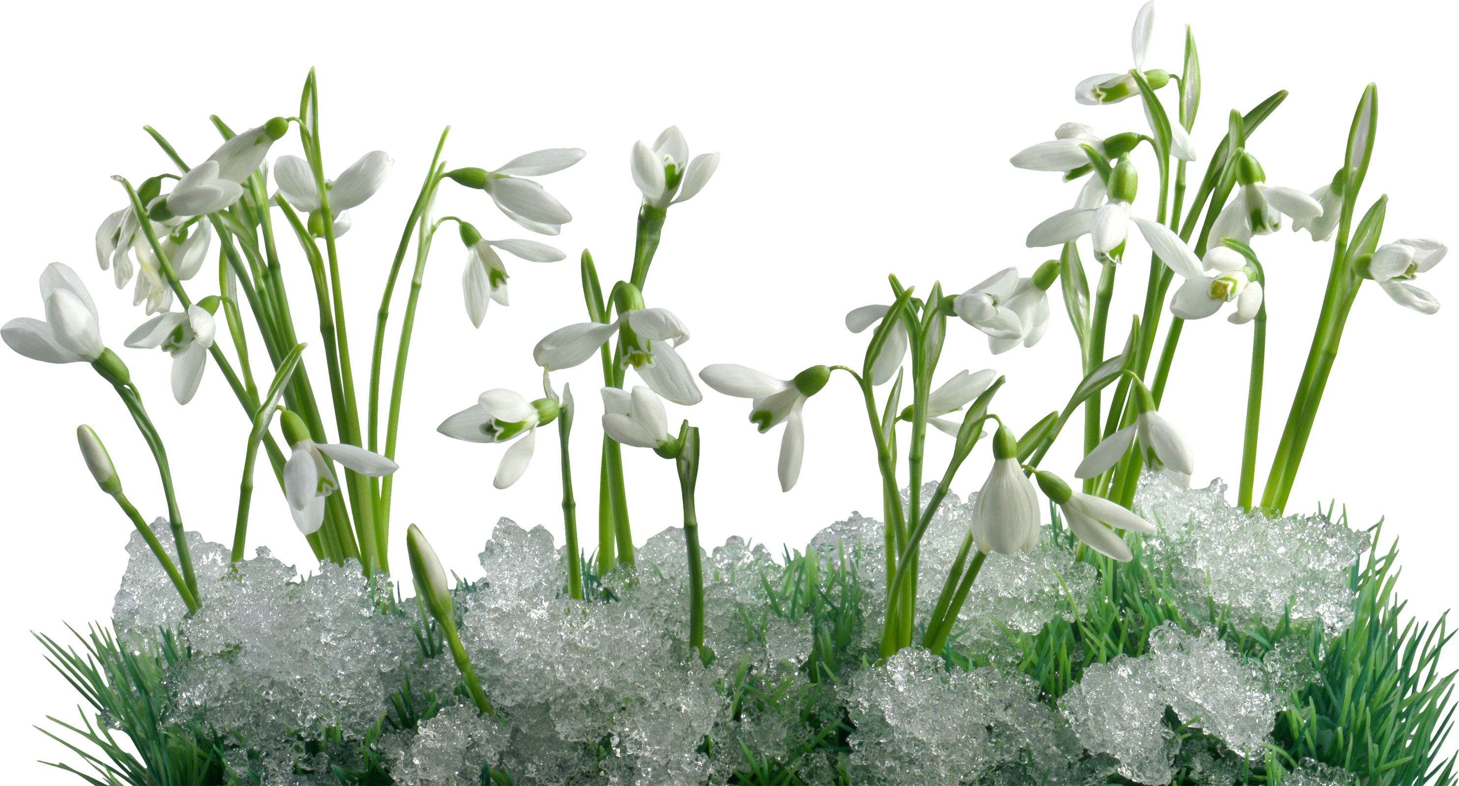 С наступающим праздником весны открытки. Подснежник Галантус цветок. Белоцветник весенний и подснежники. Подснежники на белом фоне.