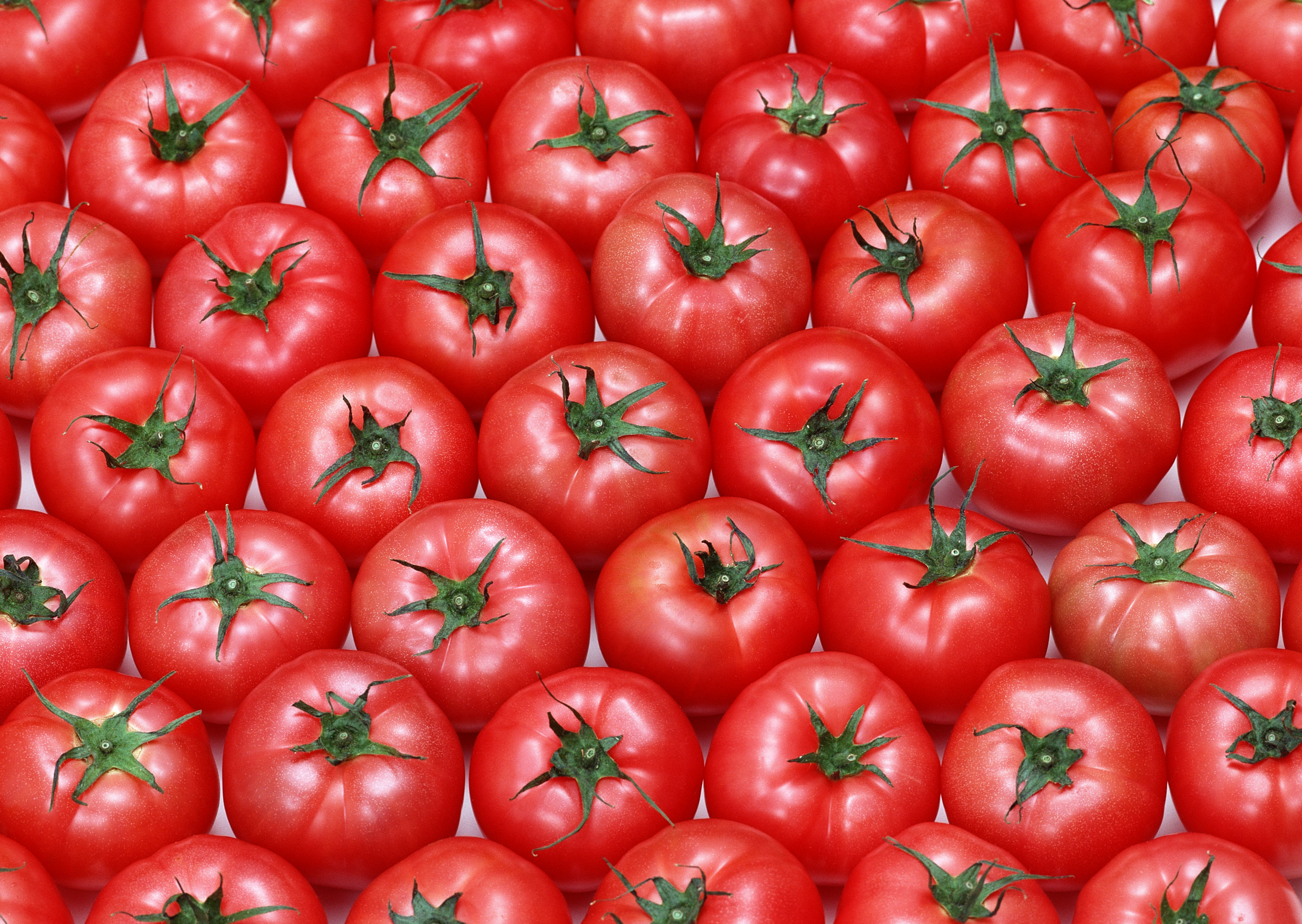 Tomato red. Помидор нархи. Тивай томат. Томато помидоро. Много помидоров.