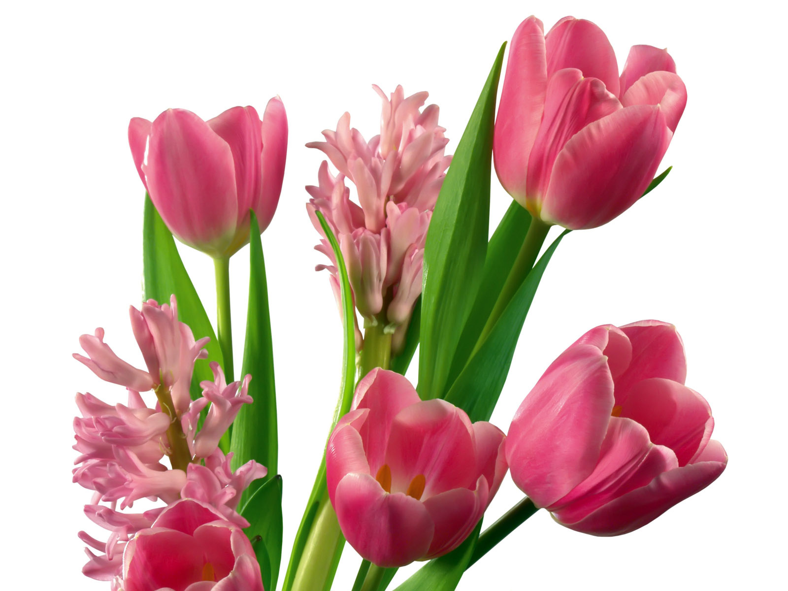 Тюльпаны png на прозрачном. Тюльпаны. Розовые тюльпаны. Тюльпаны на белом фоне. Три тюльпана.