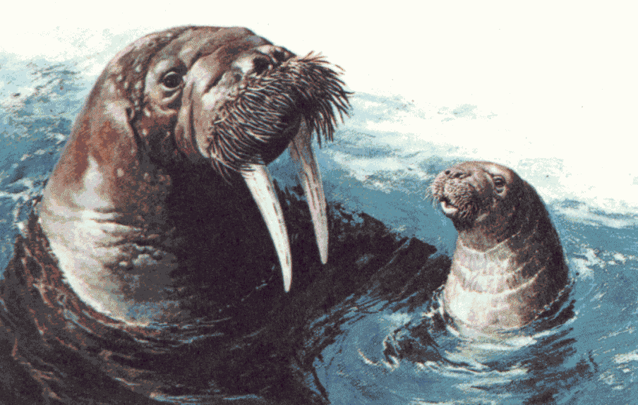 Морж и его детёныш плавают в воде