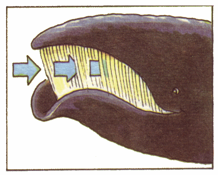Как работает китовый ус