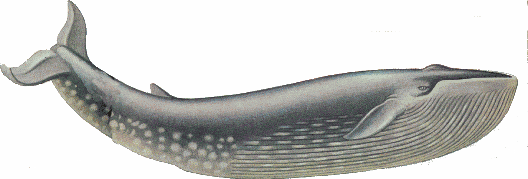 Синий кит (синий полосатик)
