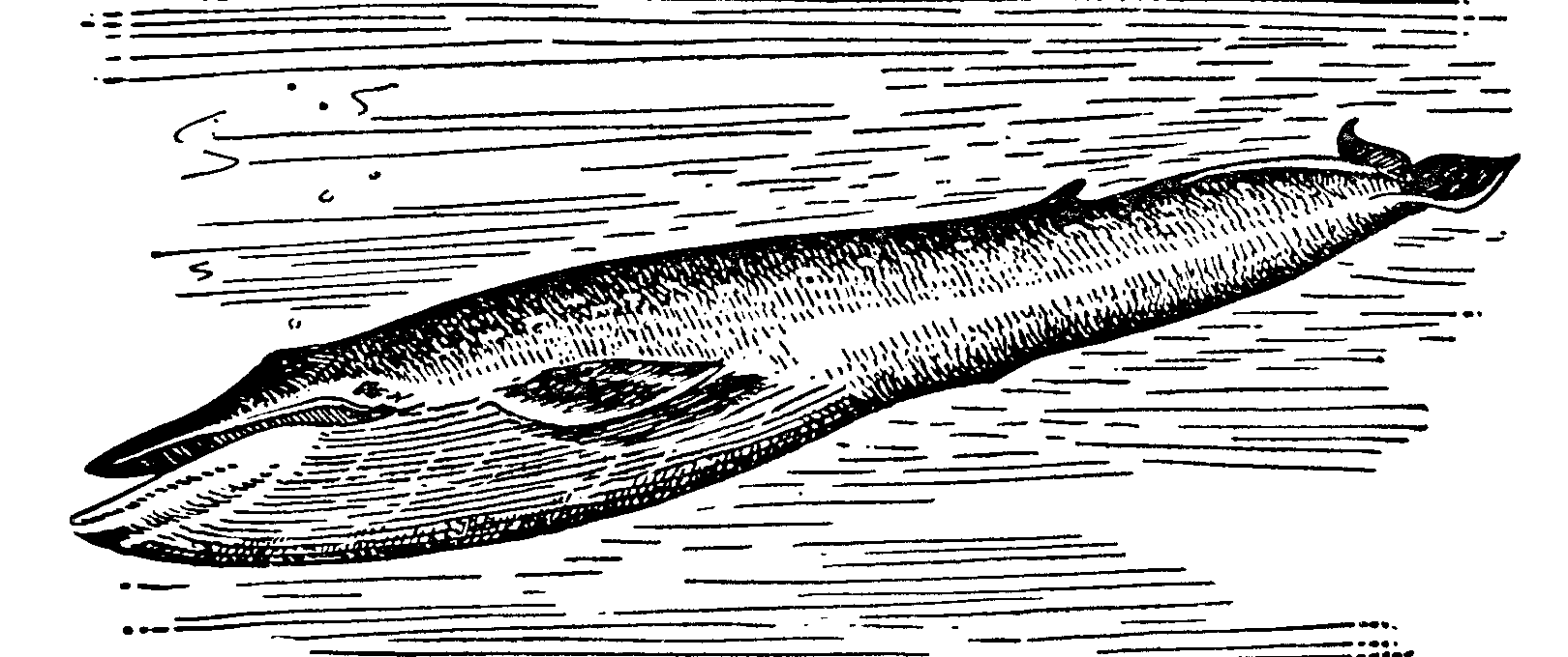 Синий кит (голубой полосатик)