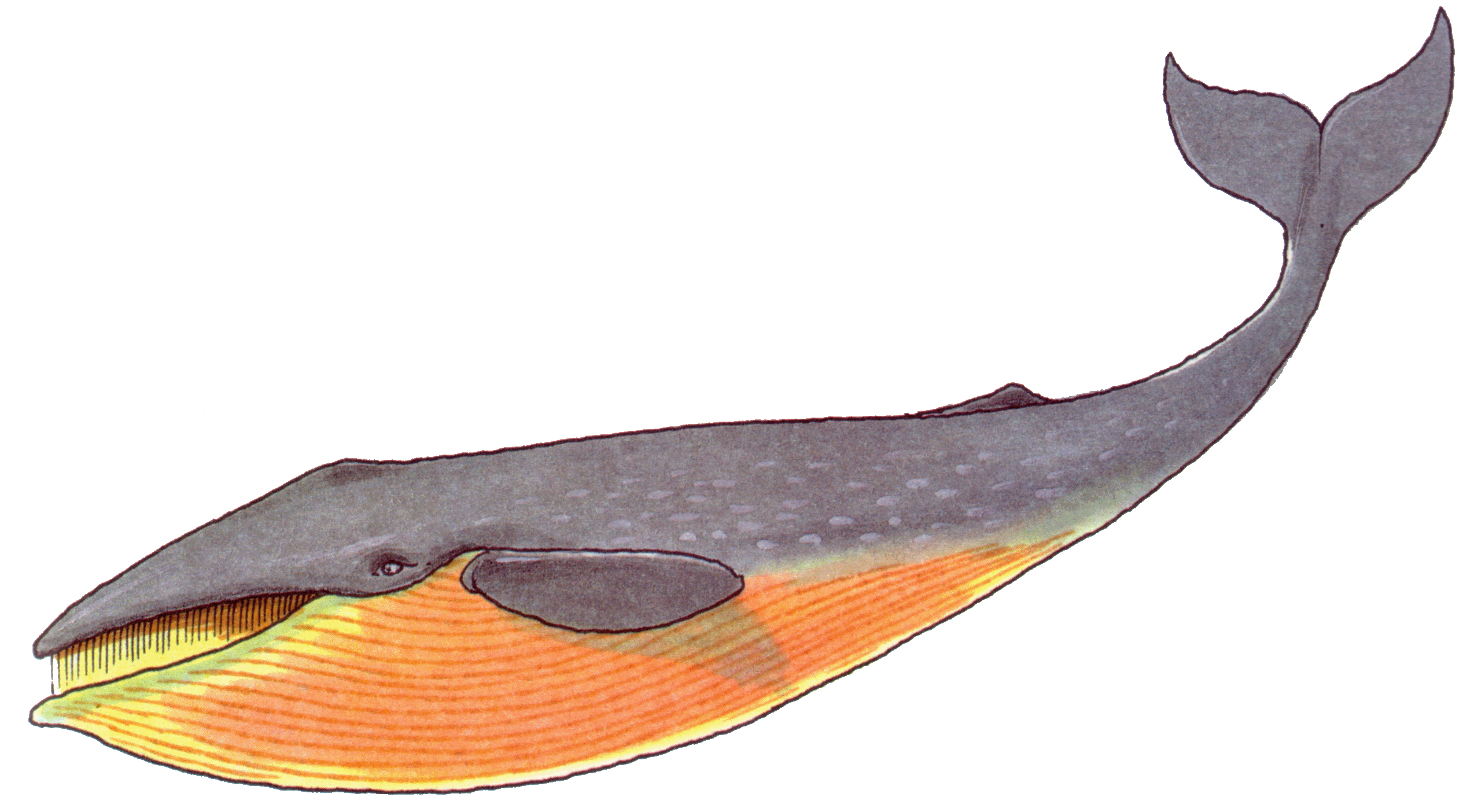 Синий кит (другие названия - синий полосатик, голубой полосатик)